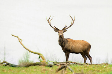 Red Deer (Cervus elaphus) stag standing on hill side, looking at camera, Germany.