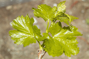 A branch of a vine with green leaves in a close up view