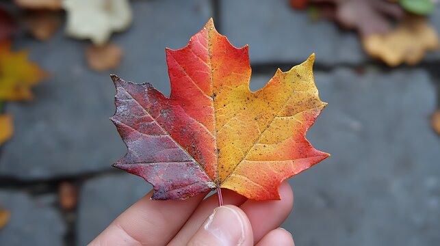 A single red, orange and yellow maple leaf is held in a hand against a background of grey stones and fallen leaves.