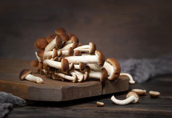 Fresh raw brown poplar mushrooms or velvet pioppini mushrooms on dark wood closeup