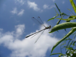 Thin dragonfly Emerald damselfly, Common spreadwing, Lestes sponsa on green leaf of peach tree on blue sky with white clouds - close-up shot. Topics: insect, beauty of nature, summer, season, macro