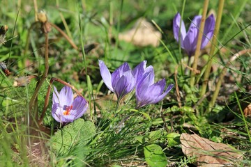 Delicate purple flowers of Crocus pallasii close-up
