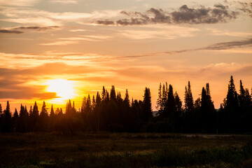 beautiful sunset on the edge of the forest