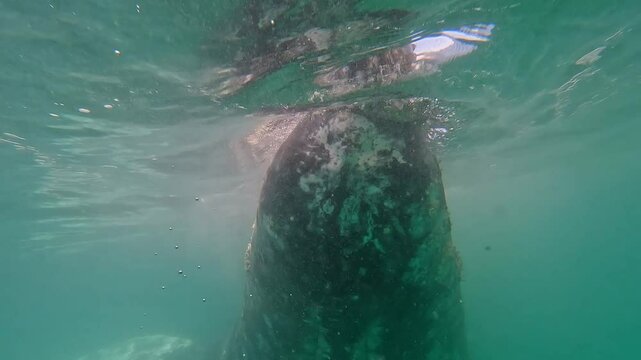 close up slow motion video of a gray whale swimming towards the camera and exposing all the barnacles over its body in Baja California in Mexico