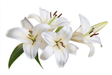 Fototapeta premium A beautiful arrangement of white lilies, showcasing delicate petals and vibrant green leaves, perfect for enhancing any floral design.