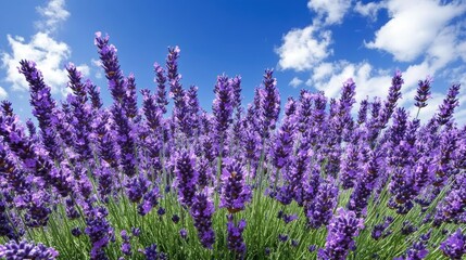 Naklejka premium Vibrant Lavender Field Under Clear Blue Sky