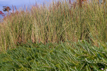 Rosemary is a spice plant excellent for many menus, it is rich in essential oils and powerful antioxidants. It decorates gardens and vegetable gardens, the creeping type is excellent for borders.