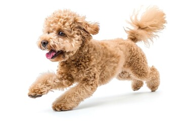Energetic poodle running joyfully