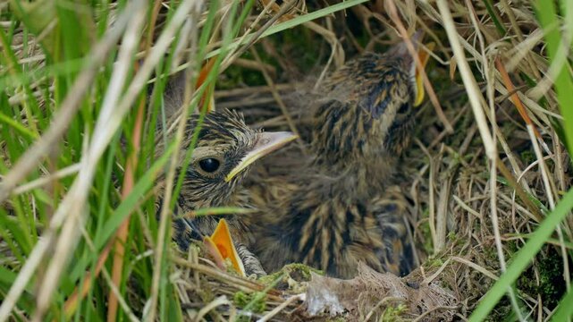 Whinchat (Saxicola rubetra) feeding chicks in a ground nest