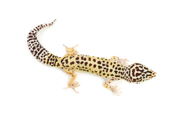 One beautiful gecko isolated on white, top view
