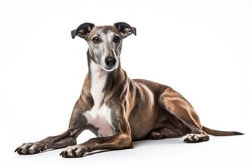 Hound greyhound sitting animal.