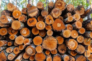 Cut logs lying in a pile at a dirt road in the woods on an autumn day.