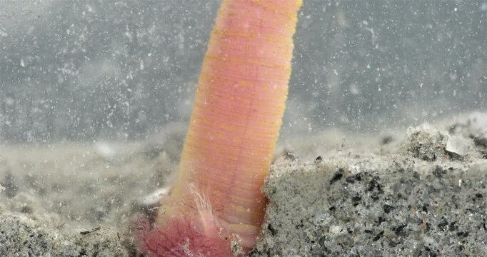 Worm Arenicola marina stuck his back end with gills out of hole close-up, class Polychaeta. They inhabit the intertidal zone and dig holes in silty-sandy soil. White Sea