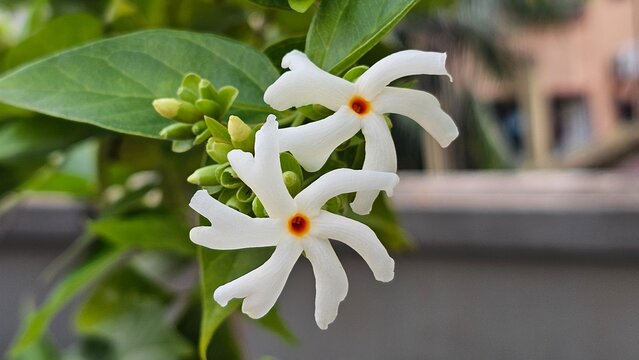 Nyctanthes arbor-tristis, Night-flowering jasmine or parijat, Hengra bubar flower on the plant.