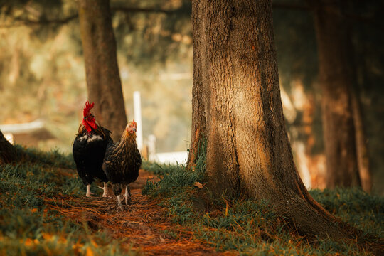 Hen and rooster walking along bush track in golden morning light