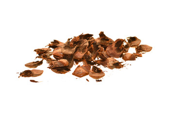 pine cone isolated on white background