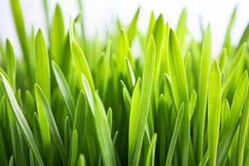 Fototapeta premium Lush Green Grass on a White Background - Nature's Textures for Freshness and Serenity