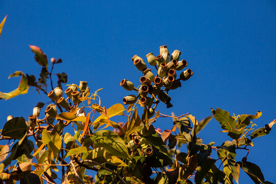 gum nuts in the sunshine against a blue sky