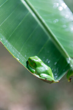 A small green frog perched under a large, curved green banana leaf.
