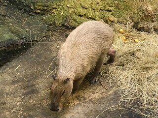 South American capybara in closeup and selective focus