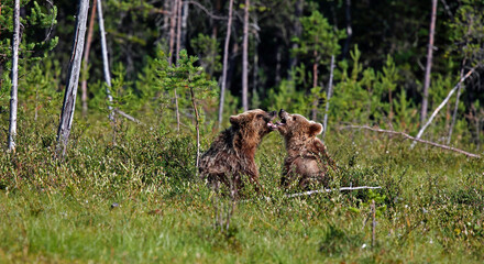 Yearling brown bear cubs in Finland