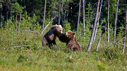 Yearling brown bear cubs in Finland