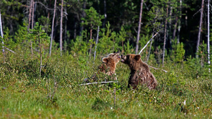 Yearling brown bear cubs in Finland © Stephen