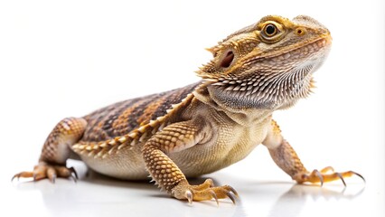 Naklejka premium Medium shot of a bearded dragon isolated on white background