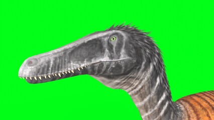 Obraz premium austroraptor with green background