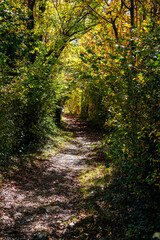Promenade dans la for&ecirc;t