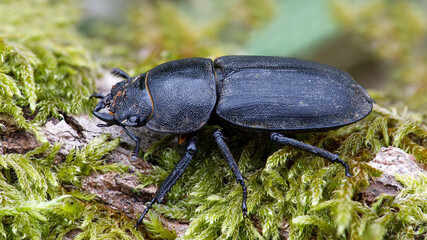 Kleiner Rehschröter - Platycerus caraboides