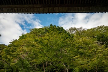 鎌倉2410　妙本寺3　もみじ