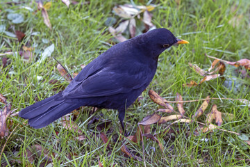 A black bird sitting on the grass. Common blackbird (Turdus merula).