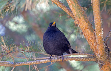 A black bird sitting on the branch of pine tree. Common blackbird (Turdus merula).
