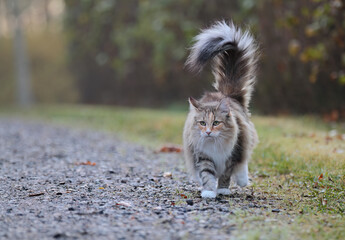 Young tortoiseshell Norwegian forest cat female walking on a road