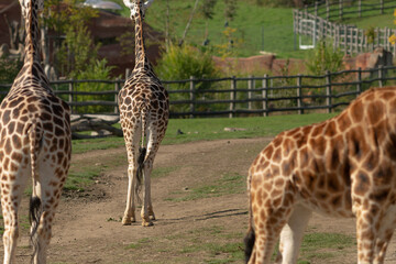 A serene scene of giraffes in their natural habitat, showcasing their unique patterns and tall statures.