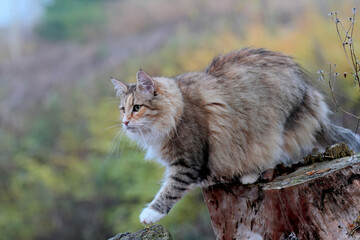 Pretty Norwegian forest cat female standing on a stump outdoors in autumn