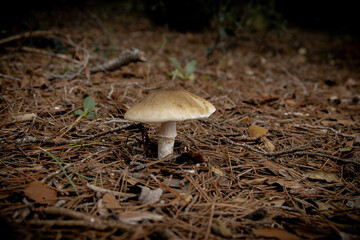 mushrooms in the forest