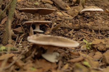 mushroom on the ground
