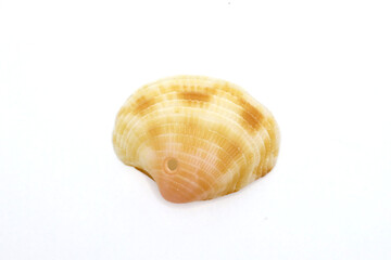 Beautiful Sea shell photograph isolated on a white background, Common empty cockle shells, Shell isolated on white background, sea shell of common cockle, clam mollusk shell, scallop design element
