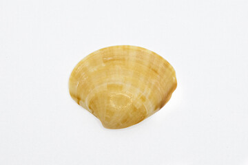 Beautiful Sea shell photograph isolated on a white background, Common empty cockle shells, Shell isolated on white background, sea shell of common cockle, clam mollusk shell, scallop design element