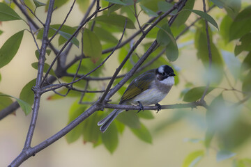 Light-vented Bulbul resting on a twig