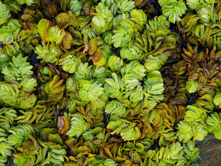 Salvinia cucullata weed in the river