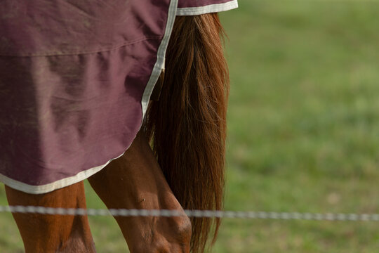 A brown horse that is wearing a cozy purple blanket is peacefully standing in an open and grassy field, enjoying its surroundings