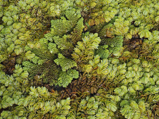 Salvinia cucullata weed in the river