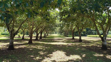 Serene Grove of Lush Green Trees in Sunny Landscape