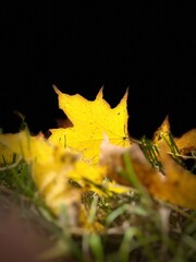 autumn leaves on the ground