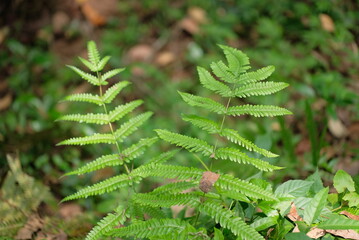 Ferns - A natural background of ferns, Fresh ferns in the forest, Ferns grow near streams