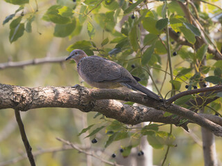 Spotted Dove resting on a branch