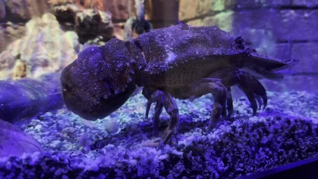 crab on the rock